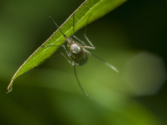 Uczulenie na komary: przyczyny, objawy i leczenie