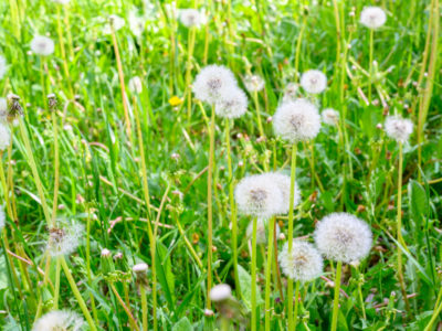 Alergia na trawy