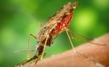 Malaria (zimnica): czy jest groźna? Poznaj objawy, przyczyny i przebieg leczenia